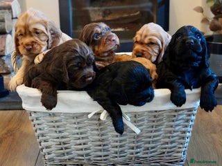 Cocker Spaniel dogs - Advert 5