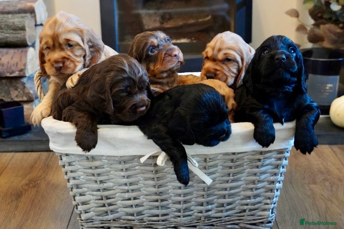 Cocker Spaniel dogs - Advert 1