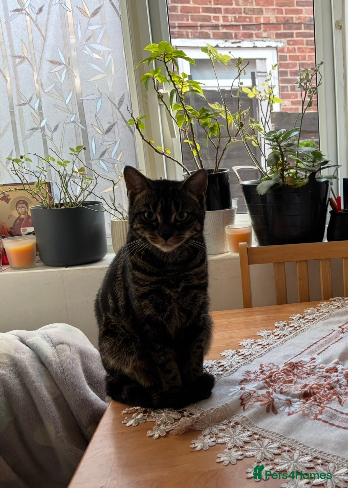 Mixed Breed cats Kittens for sale! - Advert 8