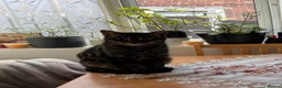 Mixed Breed cats for sale: Kittens for sale! - Advert 1