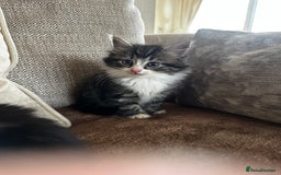 Siberian cats for sale: 5 beautiful miniature kittens  - Advert 7