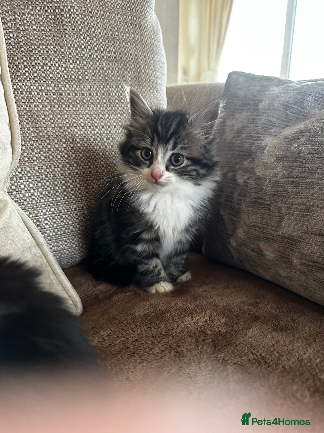 Siberian cats for sale: 5 beautiful miniature kittens  - Advert 7