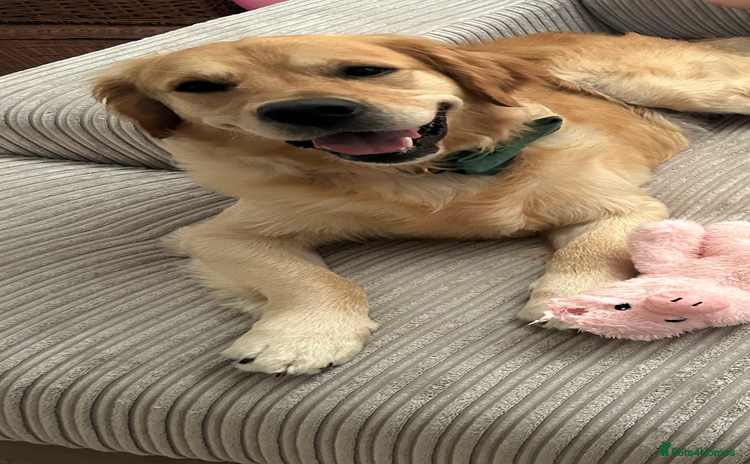 Golden Retriever dogs - Advert 1
