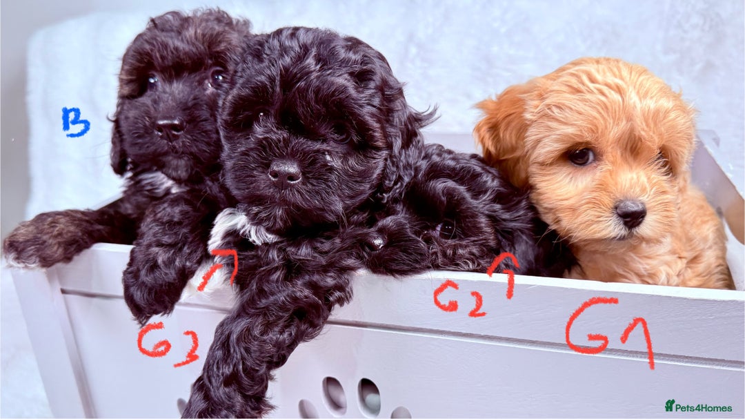 Maltipoo dogs for sale: ✨ Adorable Maltipoo Puppies Ready for New Homes ✨ - Image 11