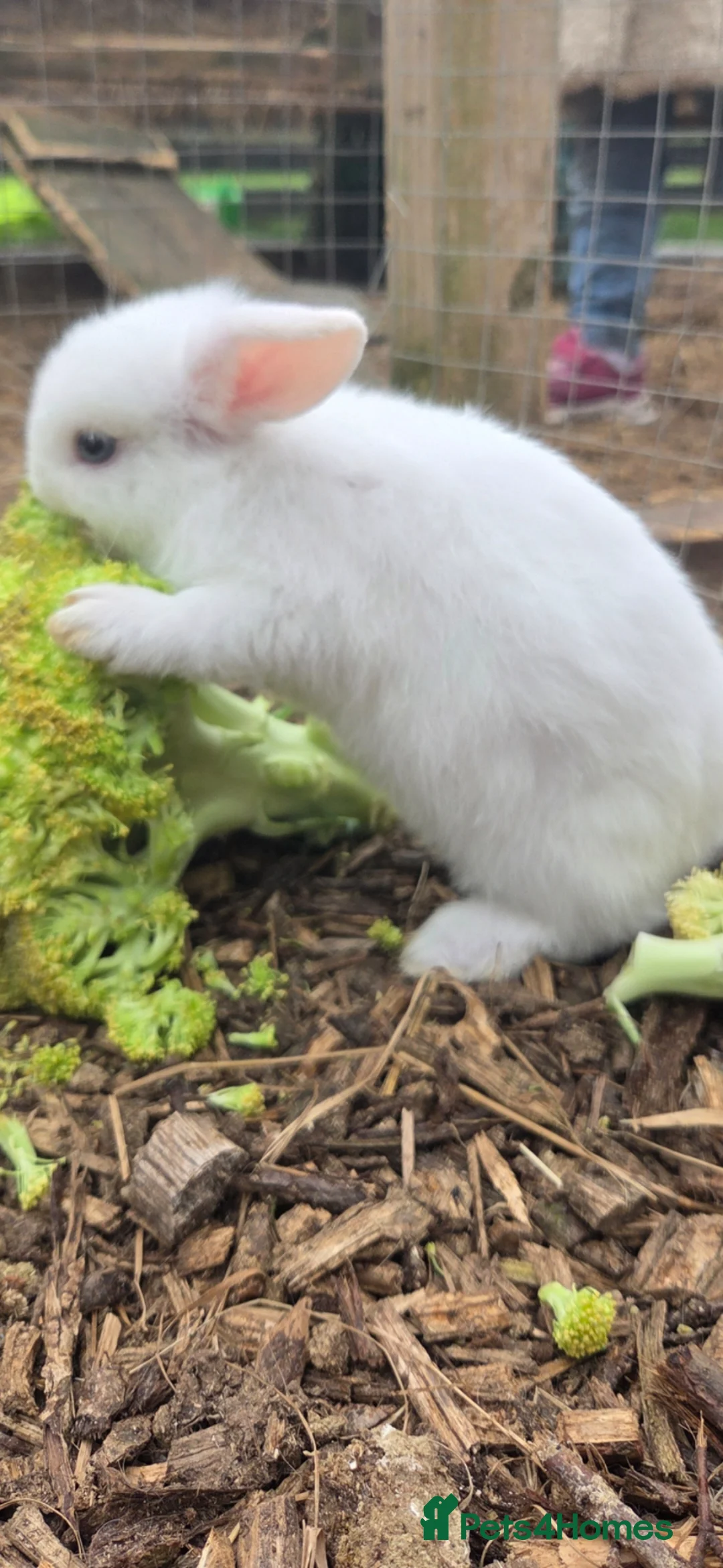 Mini Lop rabbits for sale: 3 mini lops available  - Advert 2