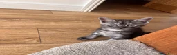 Maine Coon cats for sale: Maine coon cross kittens in Melksham - Advert 7