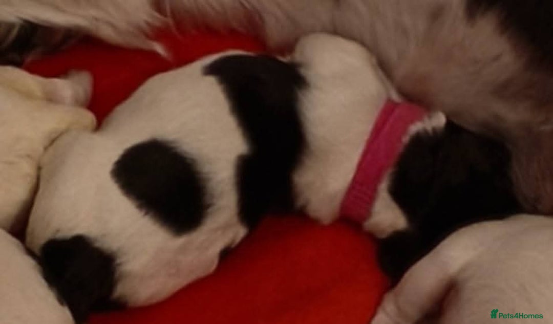 Mixed Breed dogs for sale: Gorgeous pups 🤩 ( cocker Bassett x Shichon ) - Image 12