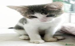 European cats for sale: 2 Adorable Kittens ready for their forever homes  - Advert 1