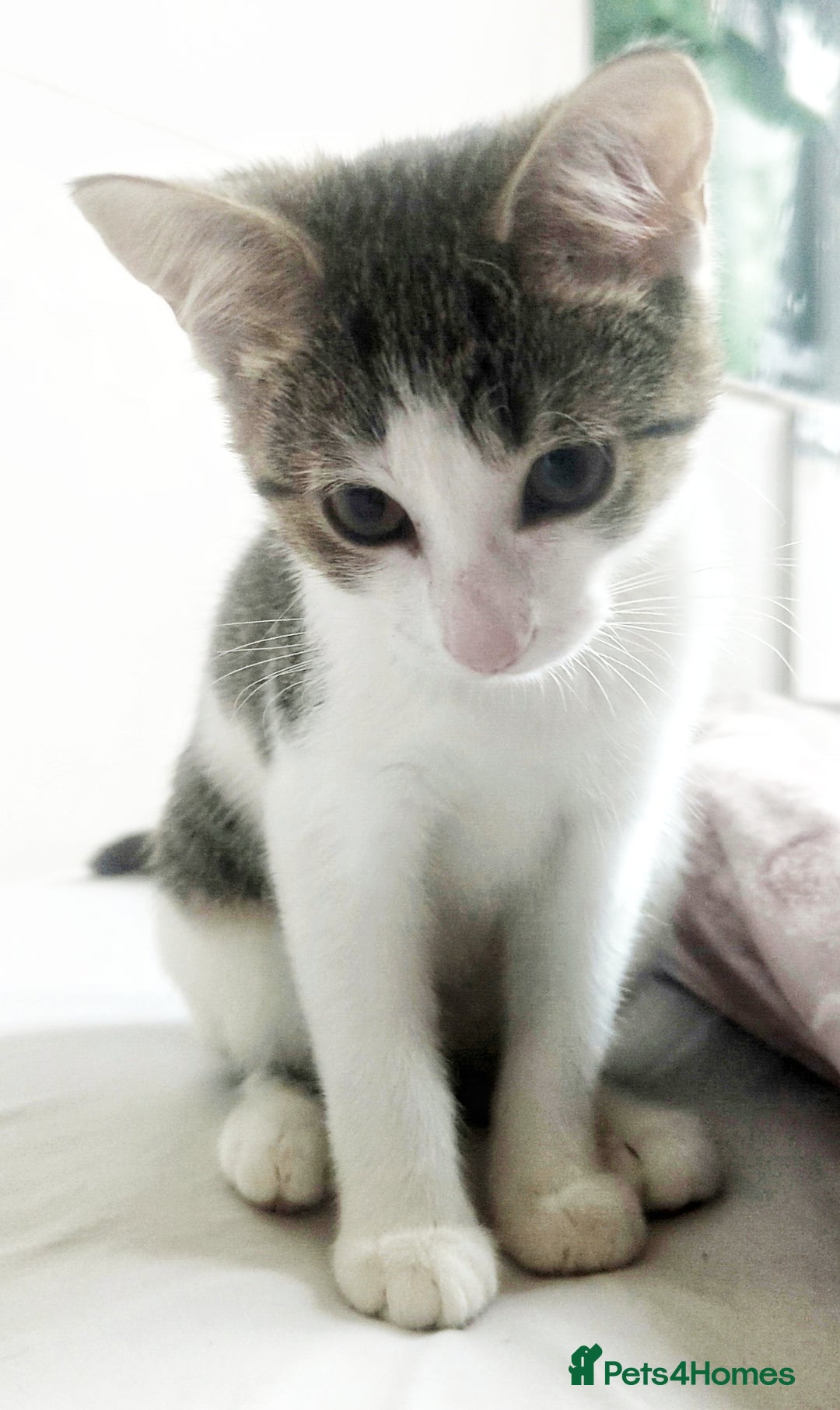 European cats for sale: 2 Adorable Kittens ready for their forever homes  - Advert 1