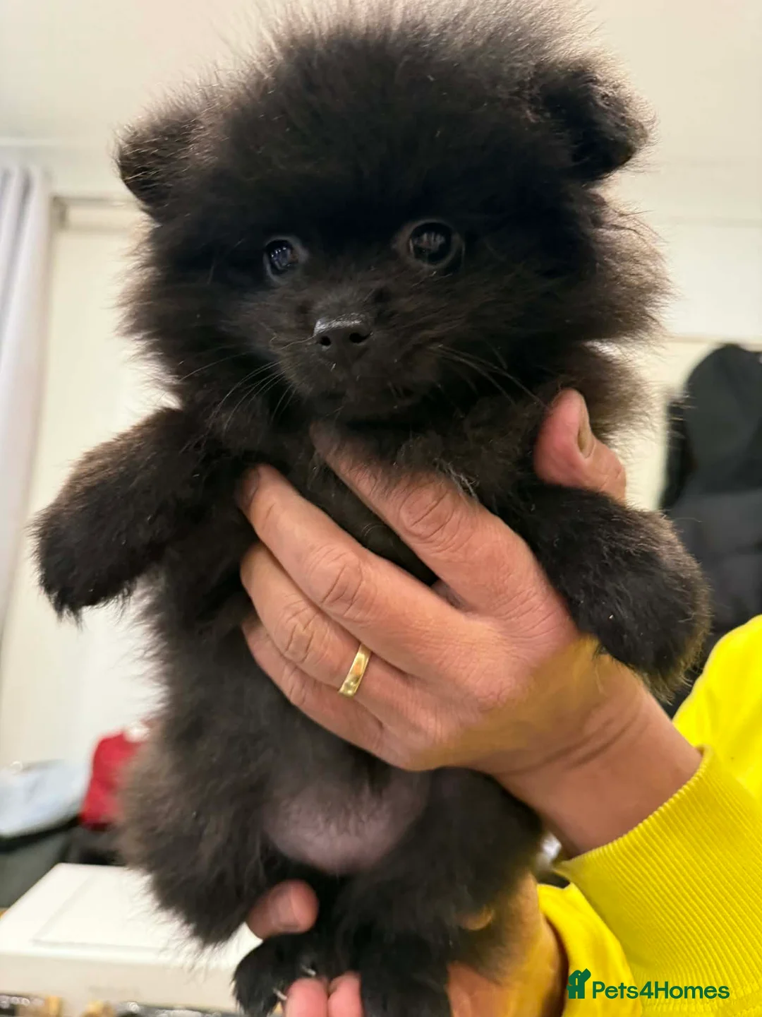 Pomeranian dogs for sale: Adorable Black Pomeranian Puppies  in Morecambe - Advert 4