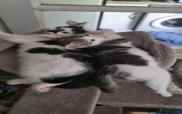 Mixed Breed cats for sale: Loving kittens for sale - Image 6