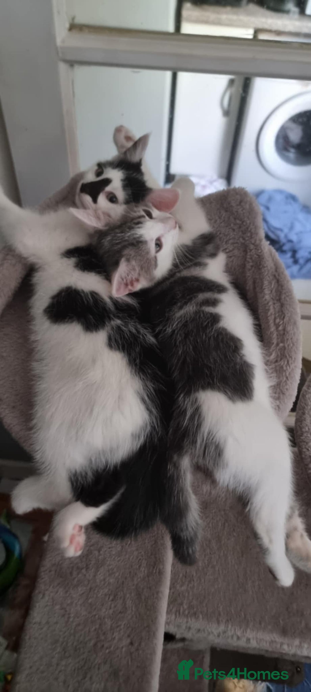 Mixed Breed cats for sale: Loving kittens for sale - Image 6