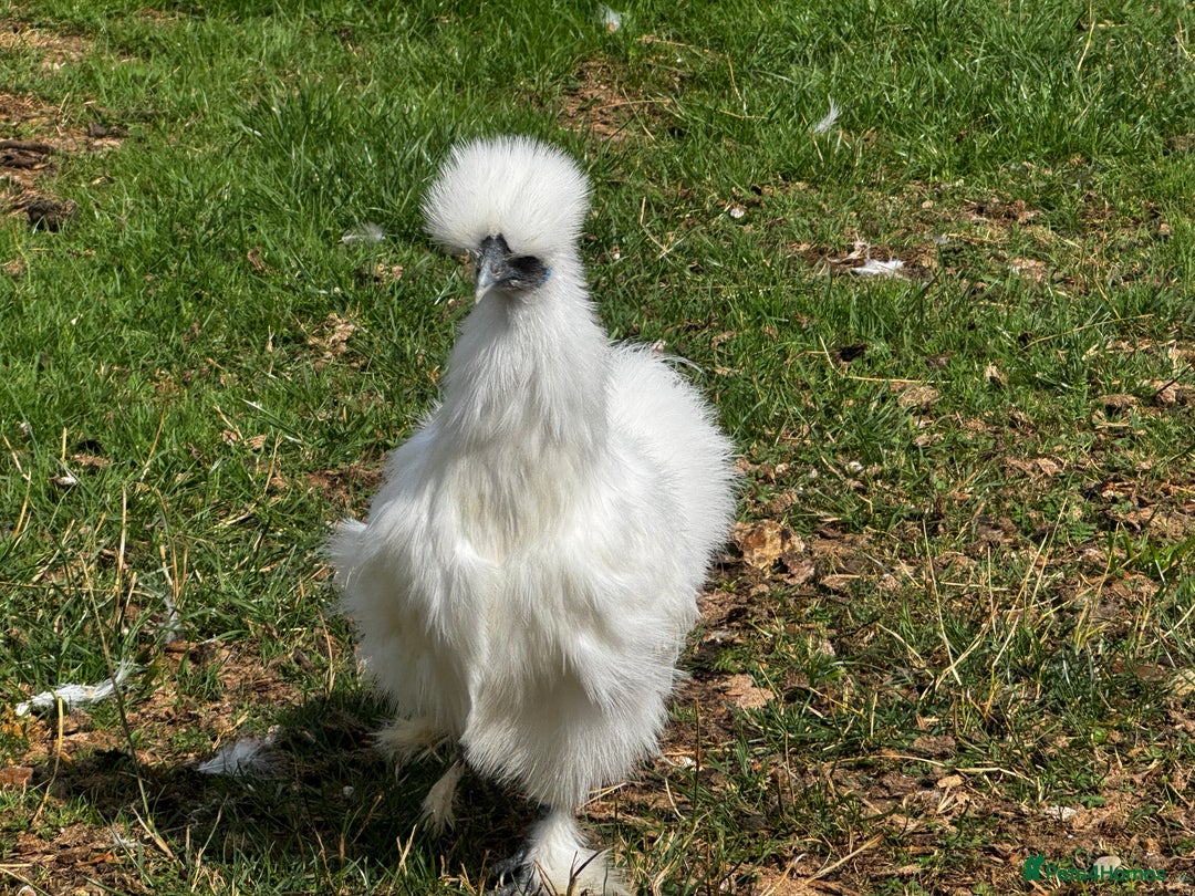 Chickens poultry for sale: Silkie Bantams  - Image 3