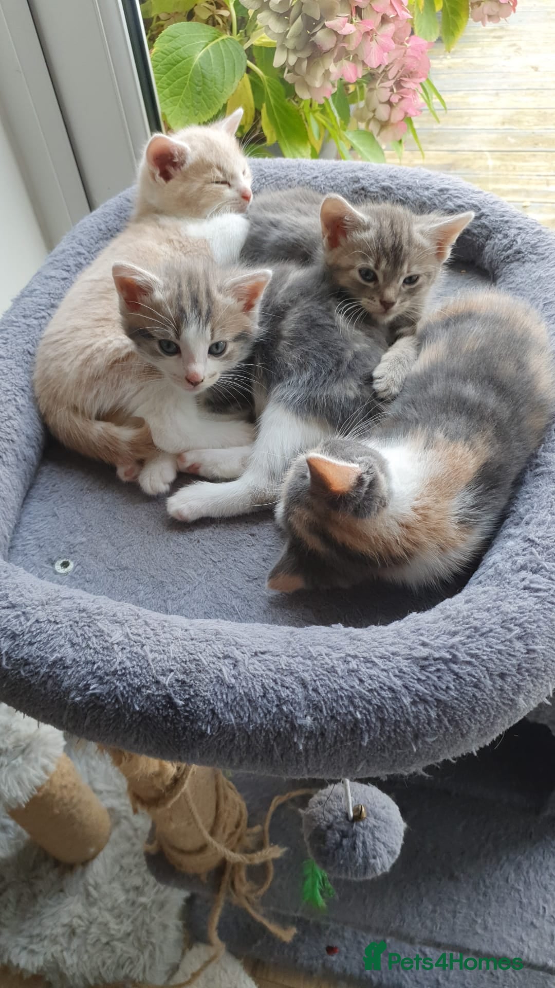 Maine Coon cats for sale: Fluffy crossed maine coon kittens for sale - Image 11