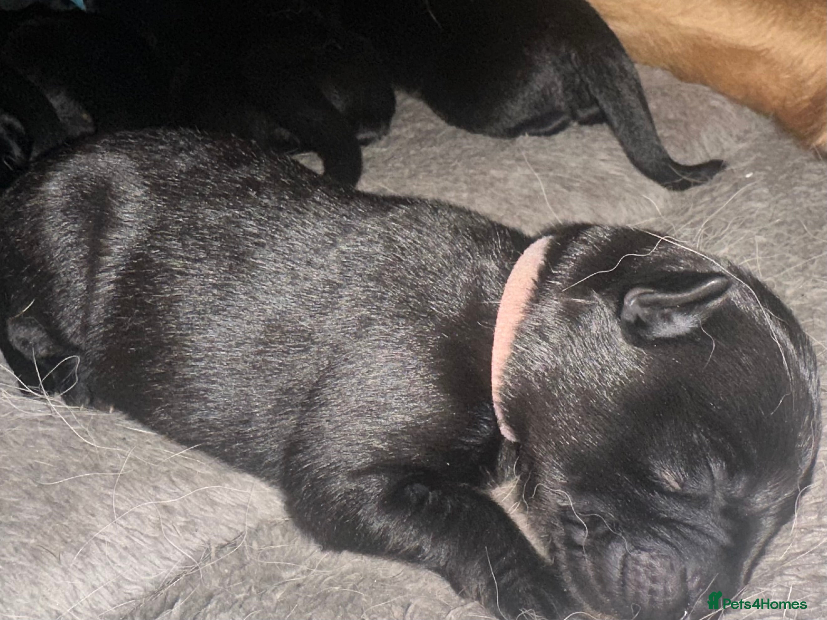 Golden Shepherd dogs 1 girl & 1 boy left 🌸🐾 Golden Shepherd Puppies  - Advert 2