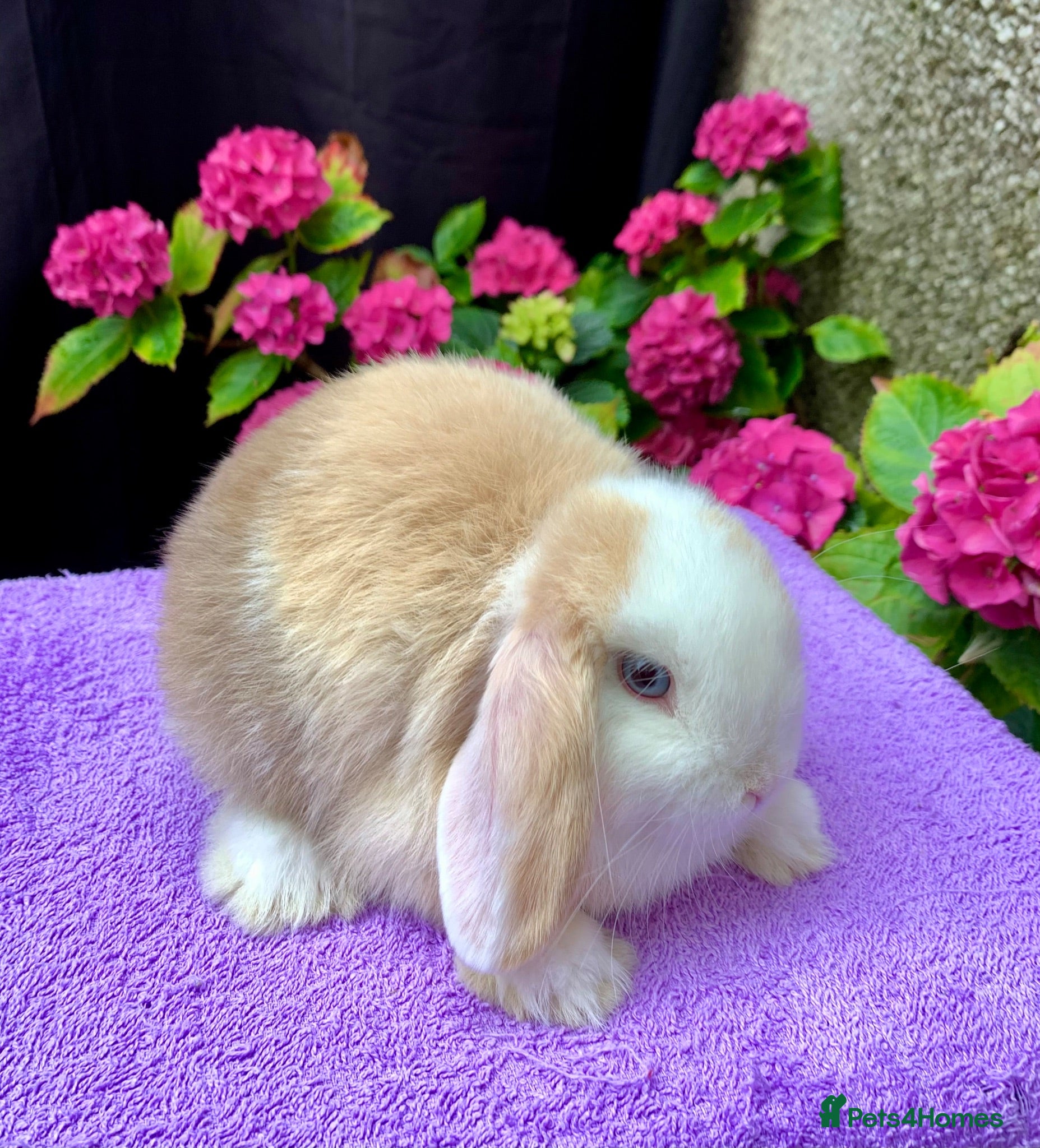 Mini Lop rabbits Gorgeous baby mini lop boys ready now - Advert 4