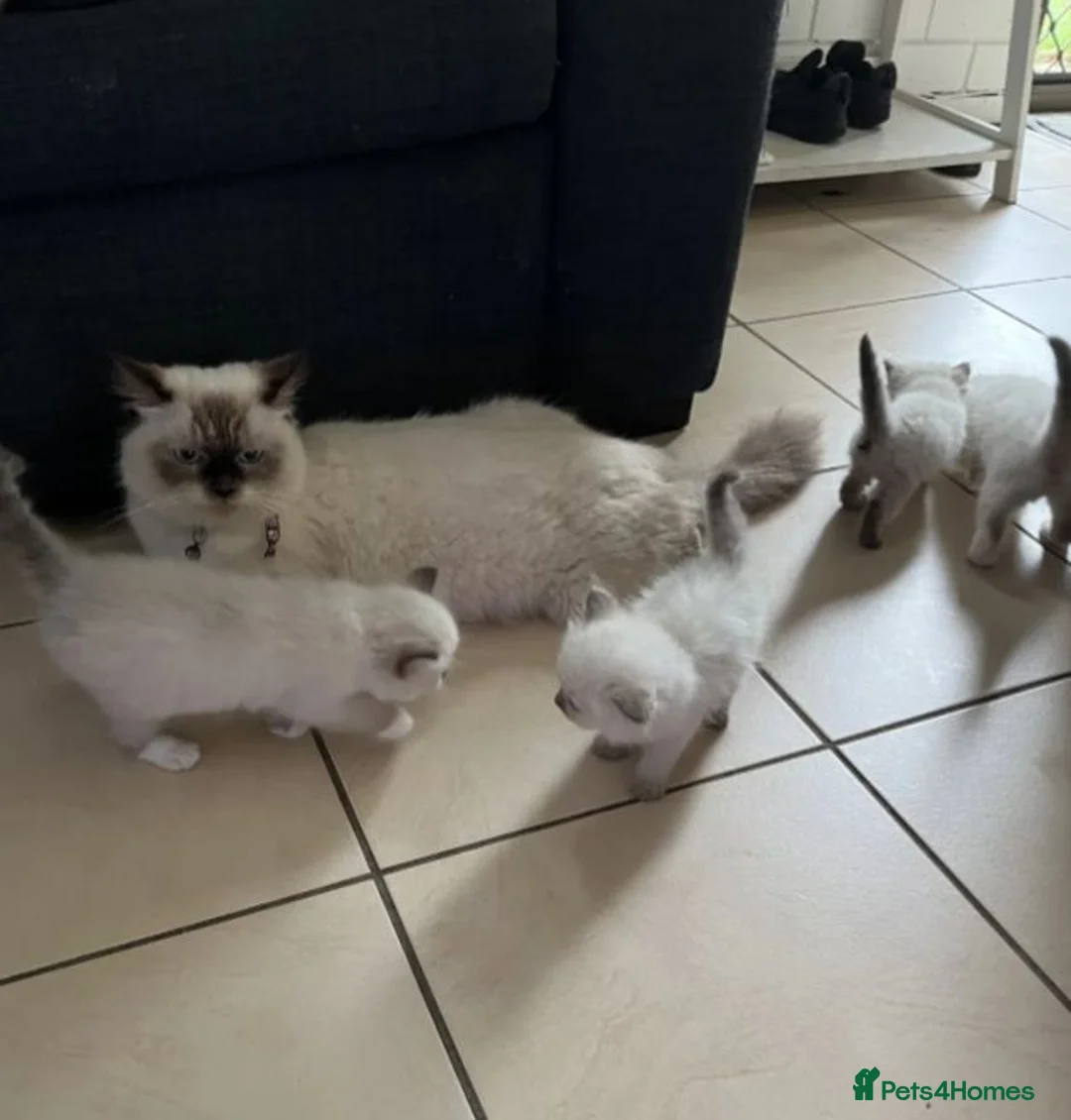 Ragdoll cats for sale:  ✨✨Stunning Purebred Kittens Available Now✨✨ in Cheltenham - Advert 7