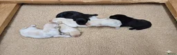 Labrador Retriever dogs for sale: 🐾 Beautiful Labrador Puppies – KC Registered 🐾 - Advert 2