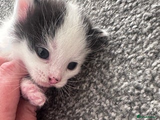 Mixed Breed cats Fluffy kittens - Advert 3