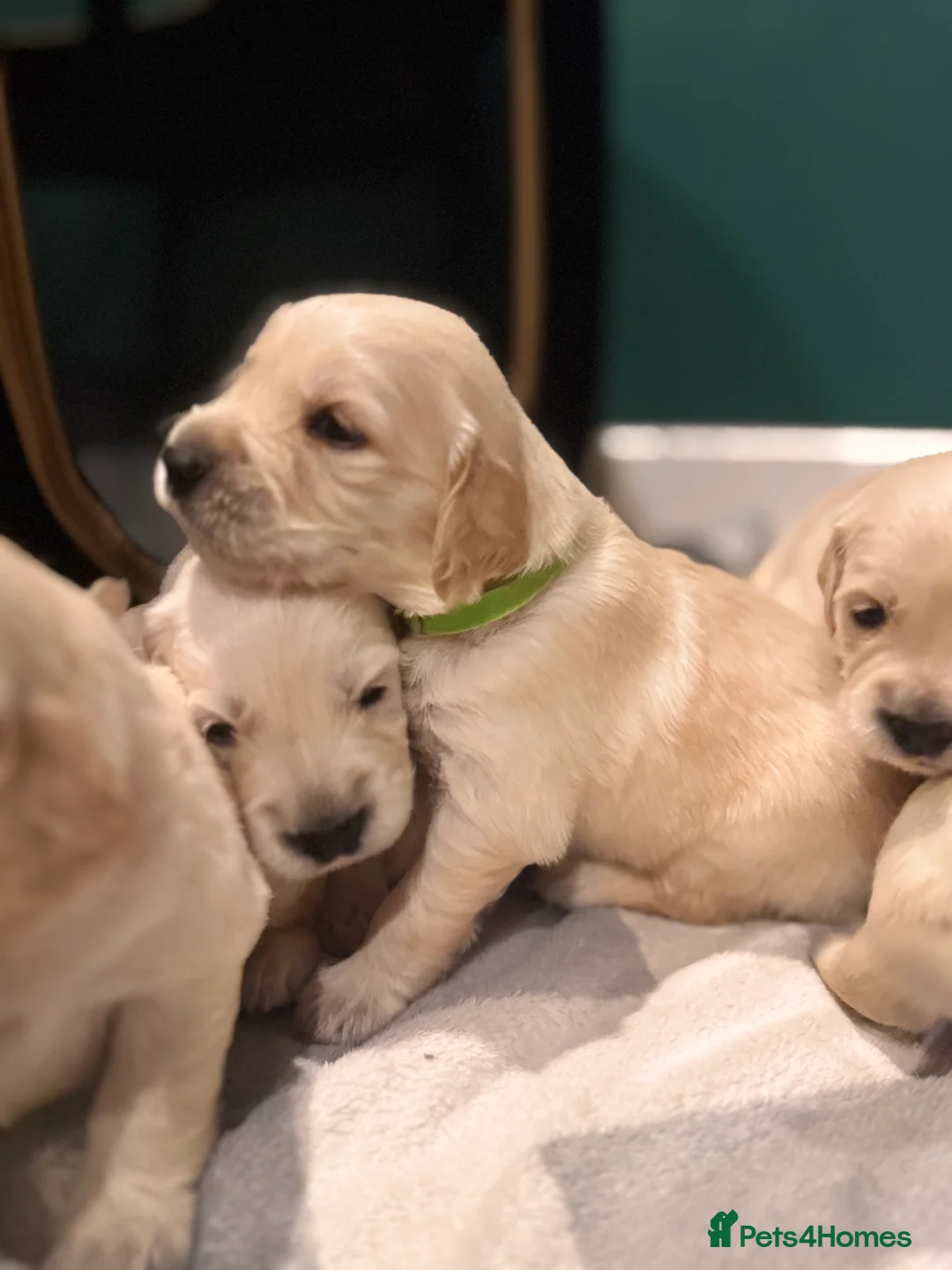 Golden Retriever dogs for sale: KC Champion Line Golden Retriever puppies💗💙 - Advert 18