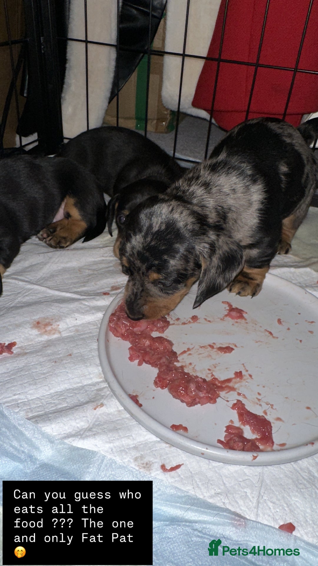 Miniature Dachshund dogs for sale: ✨Mini Smooth Hair Dachshund Ready 18/10/2025 ✨ - Image 24