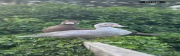 Ducks poultry for sale: Muscovy Pair in Ashbourne - Advert 1