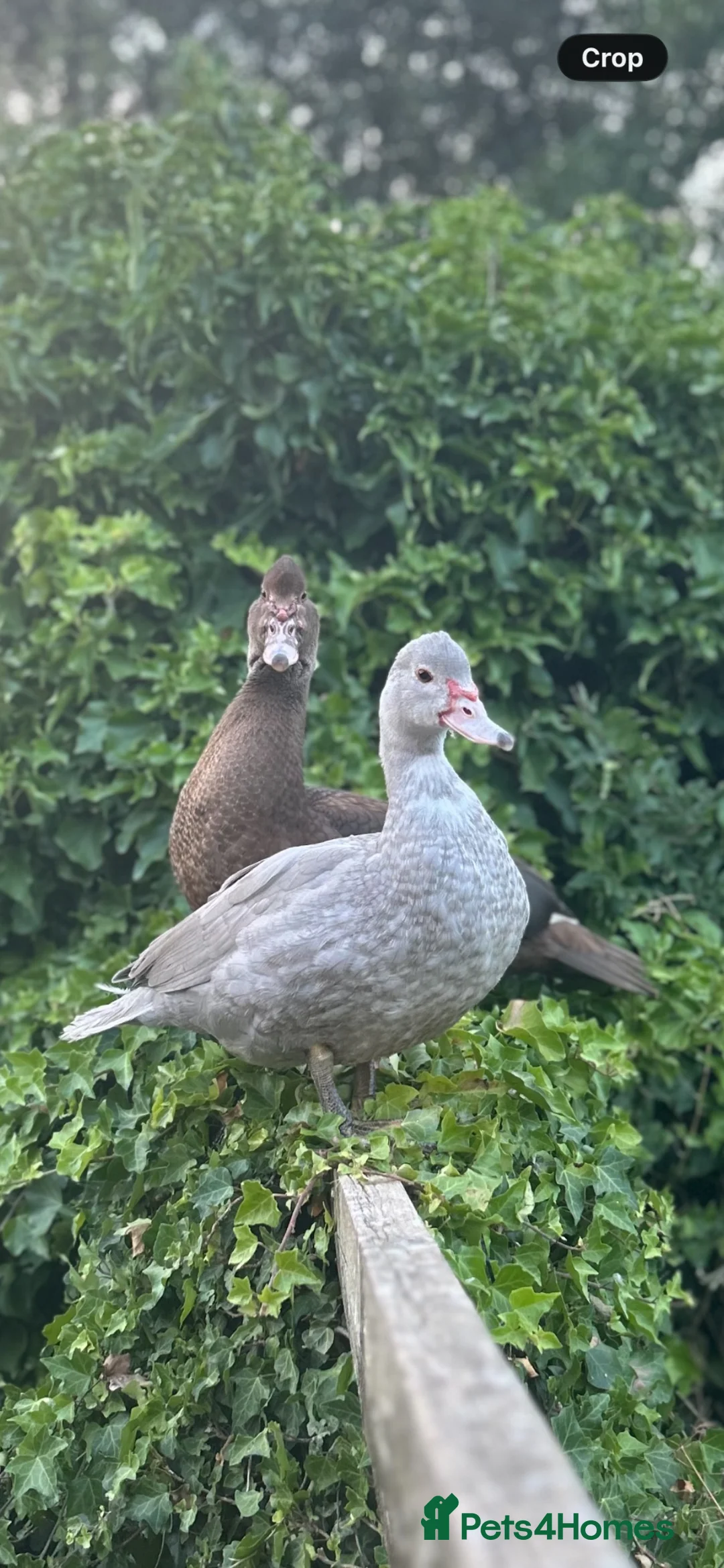 Ducks poultry for sale: Muscovy Pair in Ashbourne - Advert 1