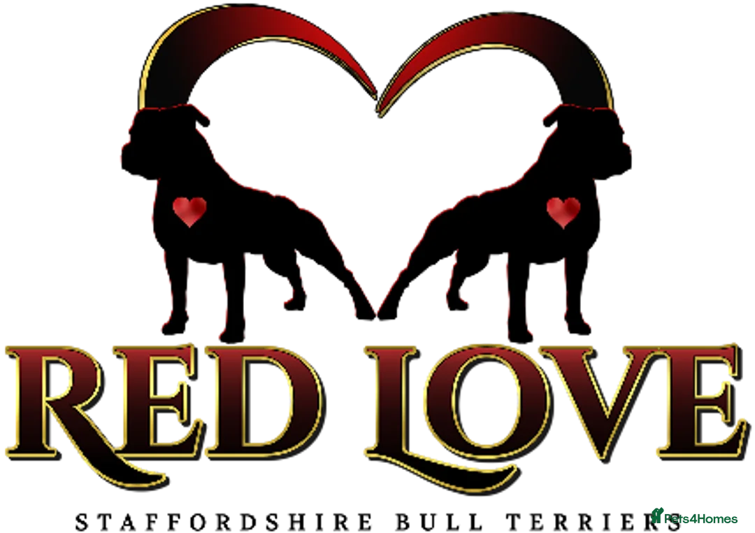 Staffordshire Bull Terrier dogs for stud: 🥨CHIEF CHAMPION SIRED. 🥨🏆  in Rochdale - Advert 25