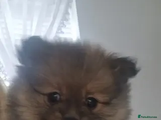 Pomeranian dogs Small Beautiful Pomeranian Puppies Ready Now - Advert 3