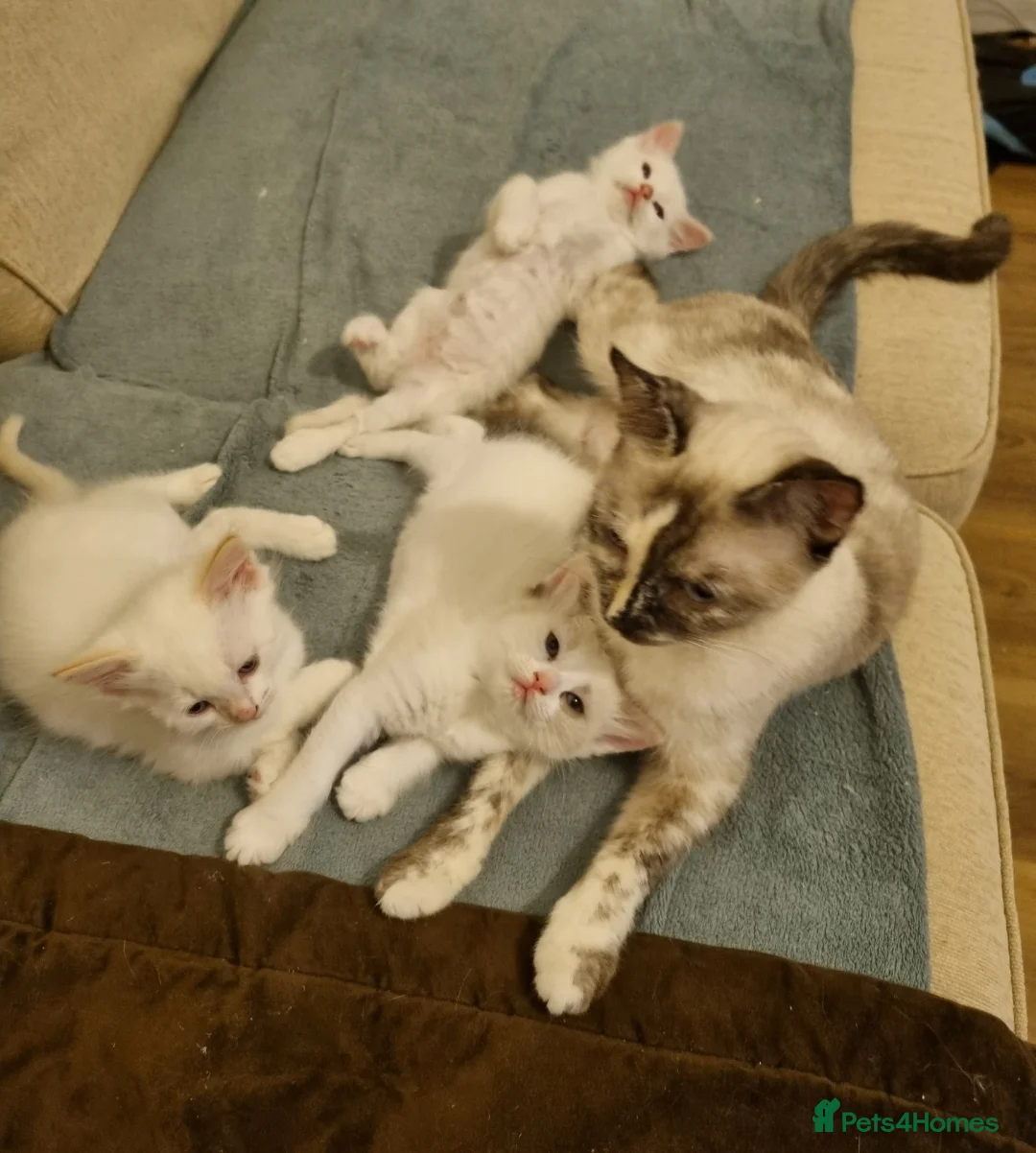 Siamese cats for sale: Flame point siamese  - Advert 7