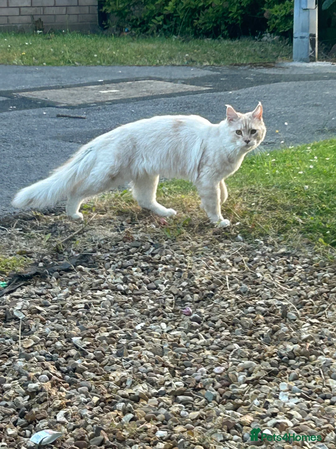 Maine Coon cats for sale: Maincoon mix  - Advert 2