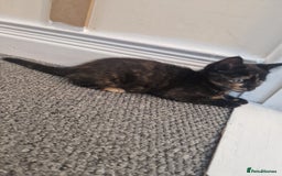 Ragdoll cats for sale: Kittens for sale - Advert 4