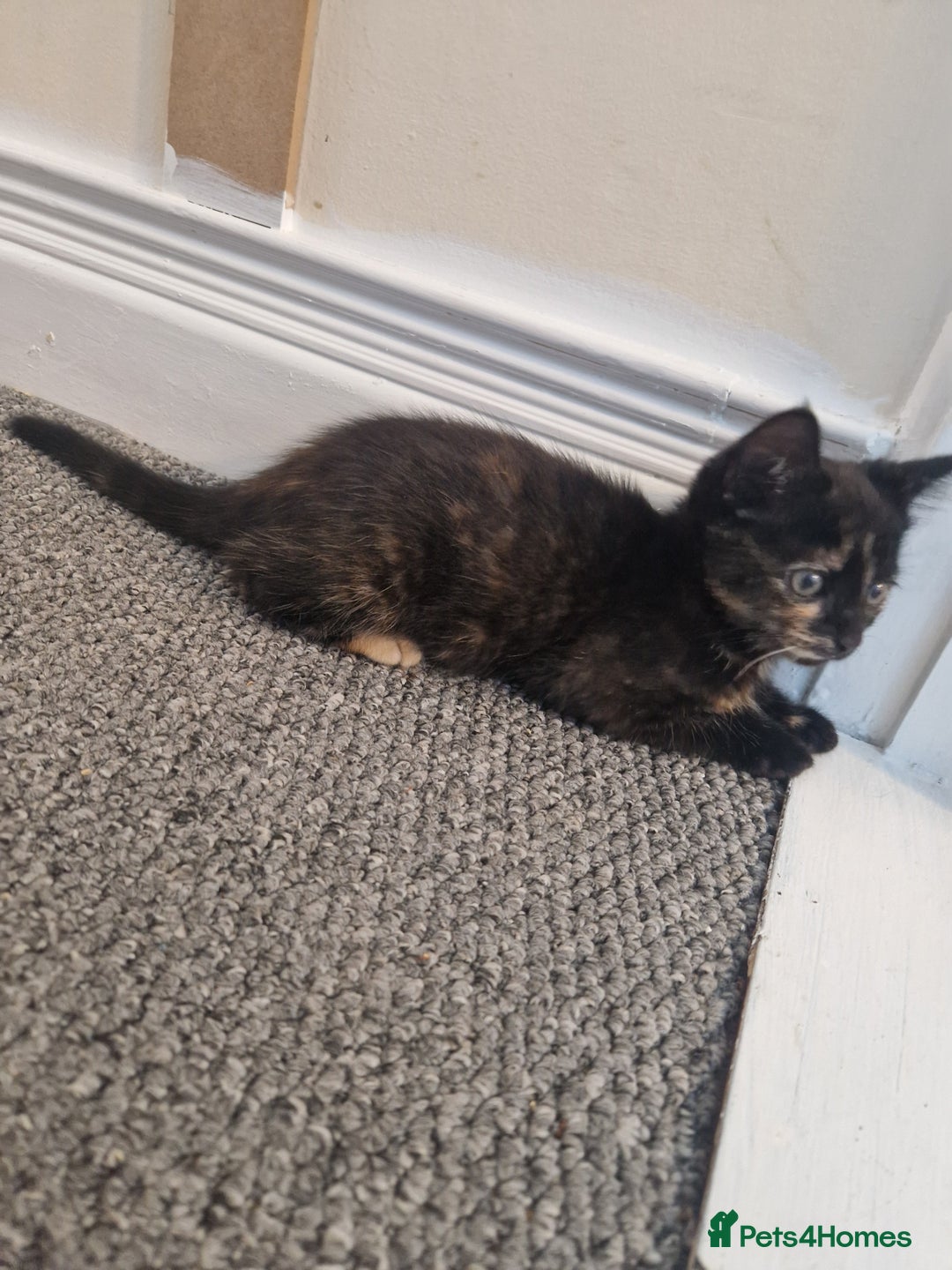 Ragdoll cats for sale: Kittens for sale - Advert 4