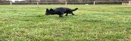 German Shepherd dogs for sale: Outstanding All Black Male  - Advert 11