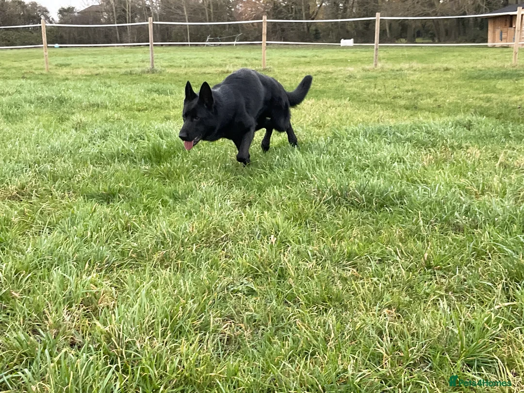 German Shepherd dogs for sale: Outstanding All Black Male  - Advert 11