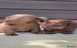 Miniature Dachshund dogs for sale: Long haired miniature Dashshund puppies  - Image 14