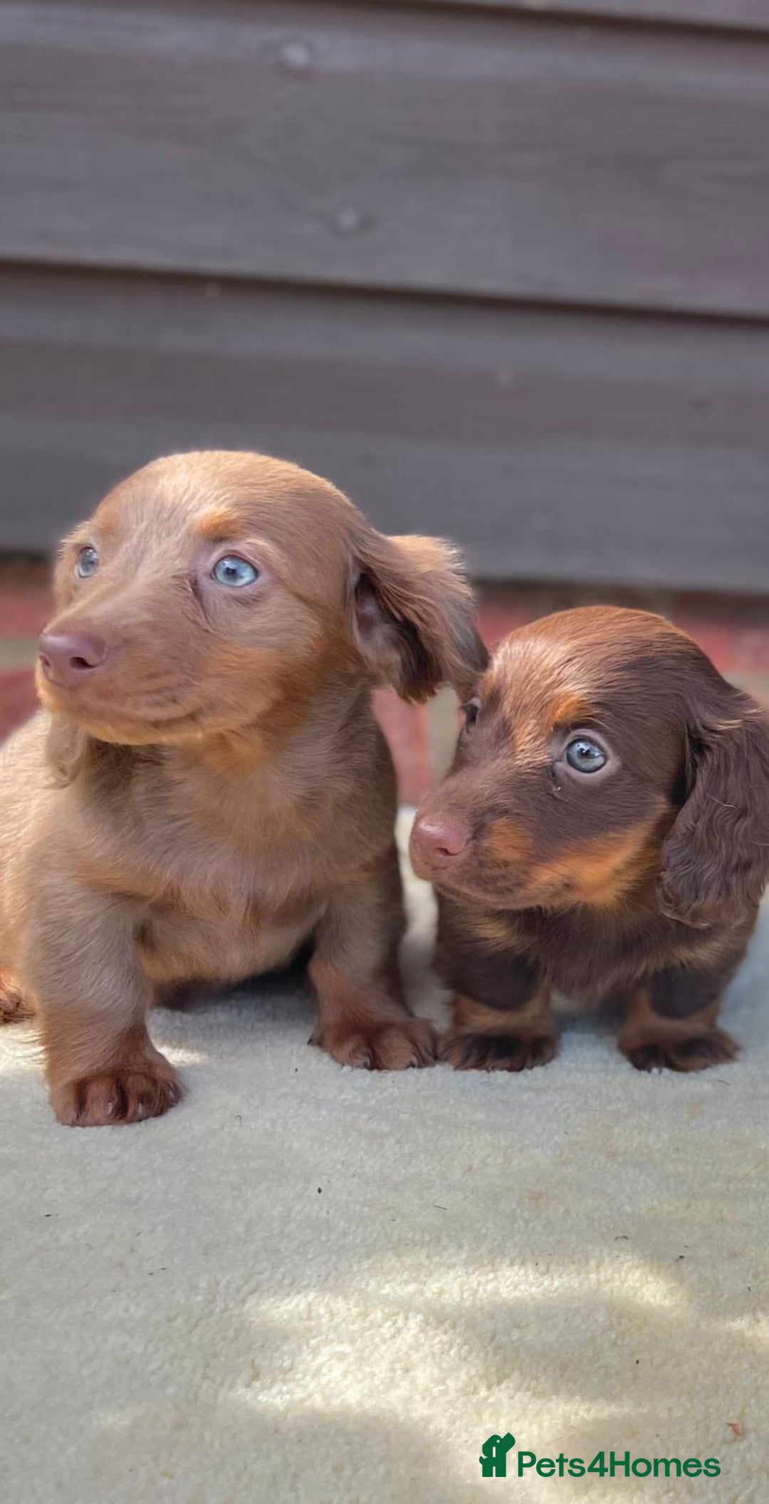 Miniature Dachshund dogs for sale: Long haired miniature Dashshund puppies  - Image 14