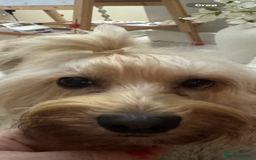 Cockapoo dogs for sale: stunning litter of cockapoo puppies  - Image 1