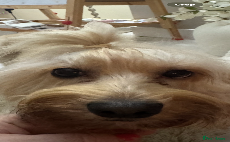 Cockapoo dogs - Advert 9