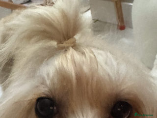 Cockapoo dogs for sale - Advert 1