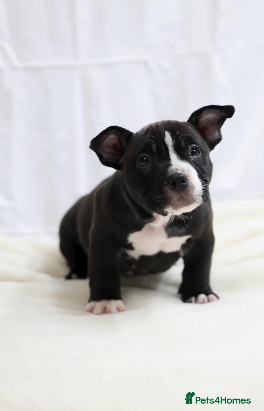 American Bully dogs for sale: American Pocket Bully - Advert 5