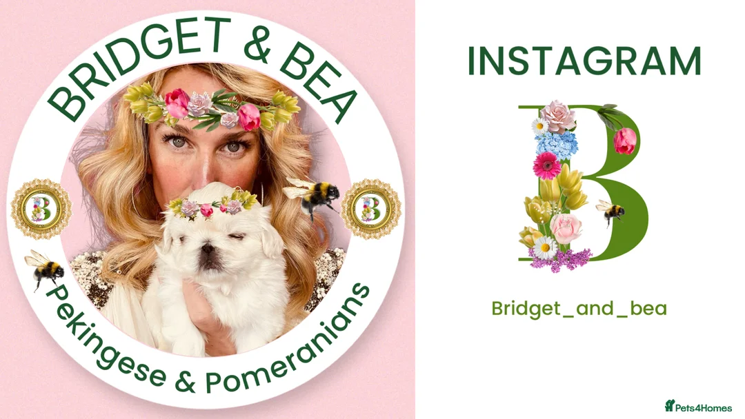 Pekingese dogs for sale: 🩷READY NOW 1 girl 1 boy 🩵 - Advert 7