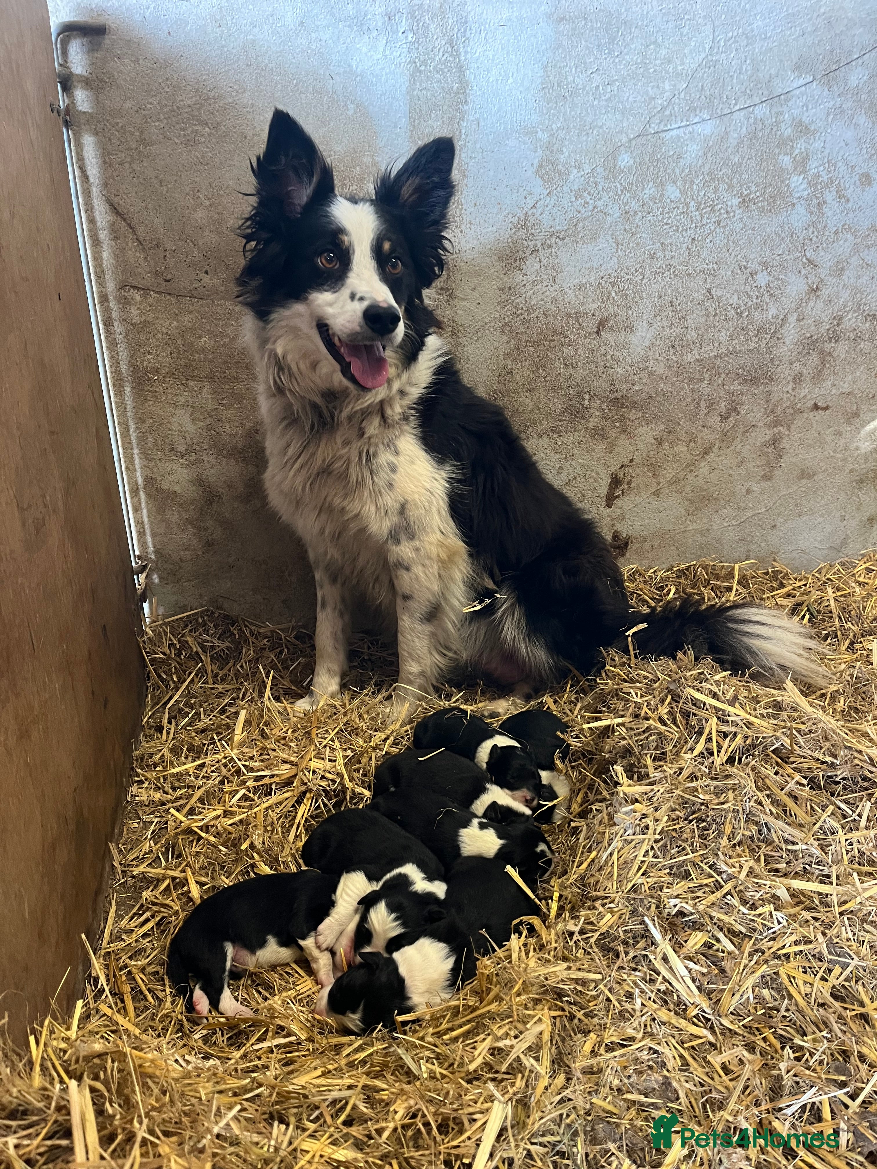 Border Collie dogs Mr Hefin Jones  - Advert 2