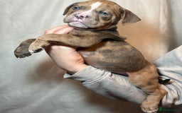 Olde English Bulldogge dogs for sale: 8 week old Olde English Bulldogges  - Advert 14