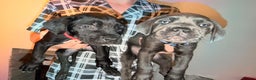 Cane Corso dogs for sale: Pure breed Cane corso puppies  - Advert 5