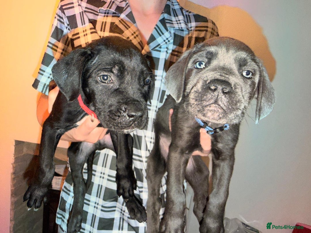 Cane Corso dogs for sale: Pure breed Cane corso puppies  - Advert 5