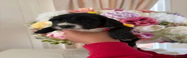 Cocker Spaniel 5