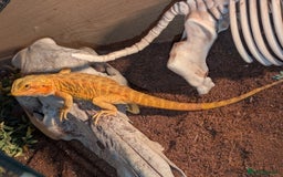 Bearded Dragon reptiles for sale: Female Red bearded dragon - Image 2