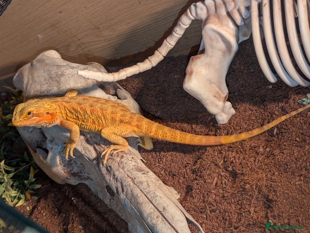 Bearded Dragon reptiles for sale: Female Red bearded dragon - Image 2