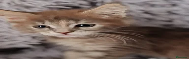 Maine Coon 6